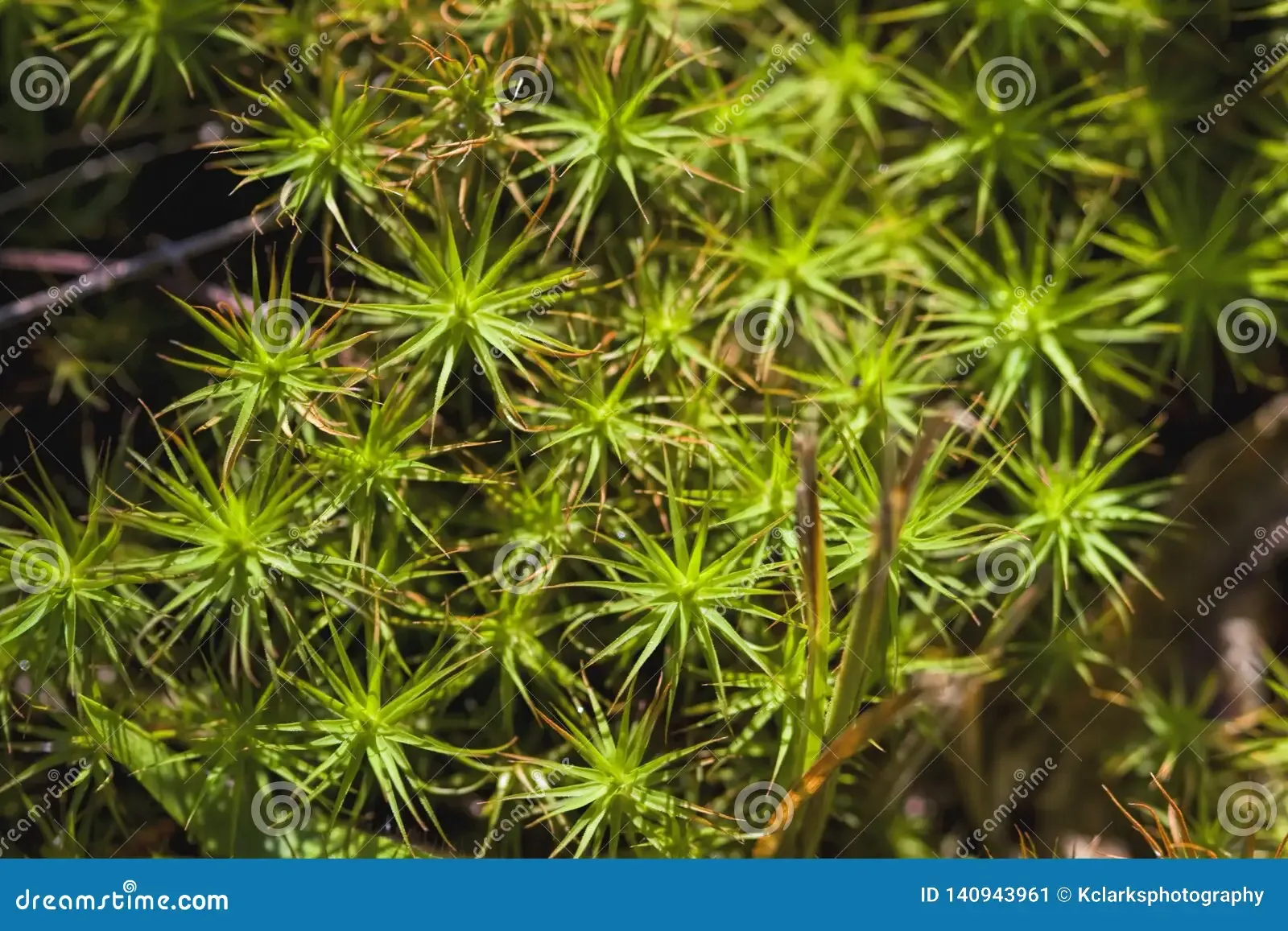 star-moss-tortula-ruralis-star-moss-twisted-moss-tortula-ruralis-growing-morgan-county-alabama-usa-140943961.jpg