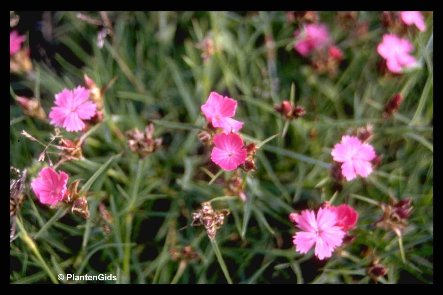 47741-62531-dianthus-carthusianorum-var-humilis.jpg