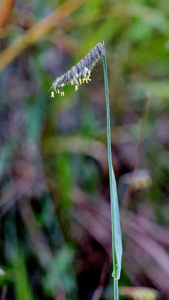 48e0cb74ba337a03af1cda755e2071b8--seed-pods-flora.jpg