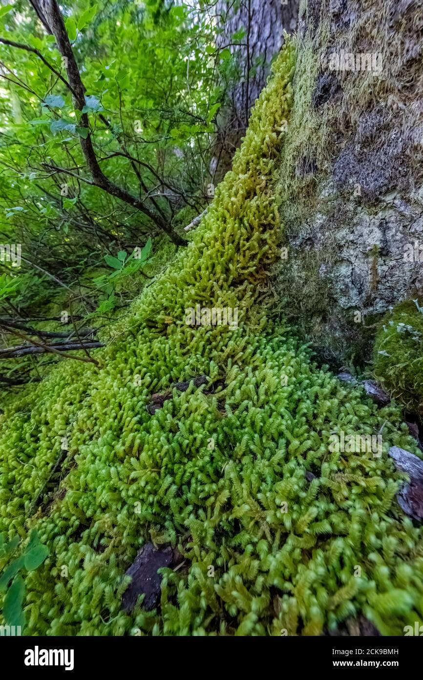 pipe-cleaner-moss-rhytidiopsis-robusta-growing-lushly-on-forest-floor-along-heliotrope-ridge-trail-mount-baker-snoqualmie-national-forest-washingt-2CK9BMH.jpg