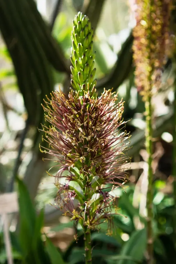 agava-ehrenbergii-tropical-garden-beginning-blossom-berlin-germany-agava-ehrenbergii-tropical-garden-beginning-blossom-116829278.jpg