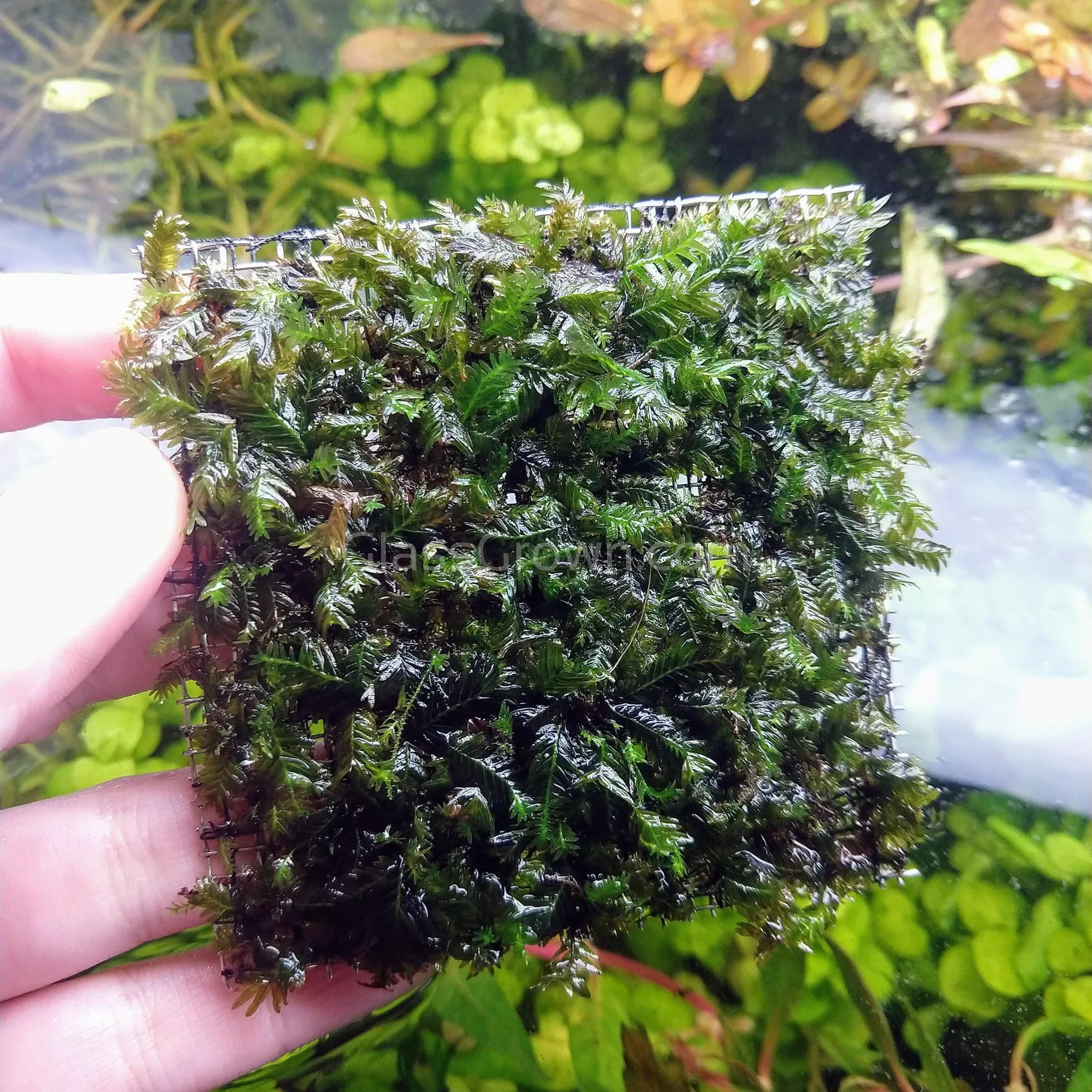 Fissidens-Nobilis-Moss-3-Wire-Mat-Aquatic-Plants-Glass-Grown-2_6fa84ea9-251c-47cc-ac44-639662db54cf_1024x1024@2x.jpg