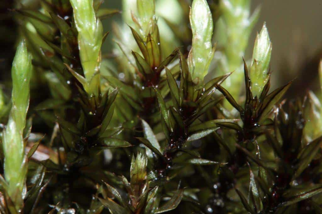 5-Bryum_pseudotriquetrum-1024x683.jpg