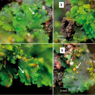 5-Notothylas-javanica-2-3-Gametophyte-thallus-with-immature-h-o-r-i-z-o-n-t-a-l-l_Q320.jpg