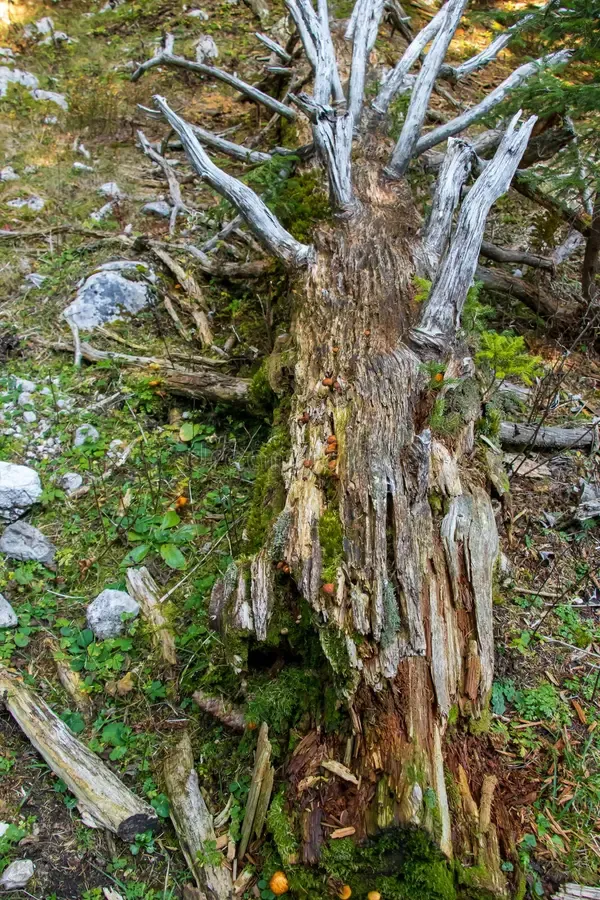 fallen-old-moss-covered-spruce-tree-beautiful-forest-triglav-national-park-bohinj-slovenia-175135911.jpg