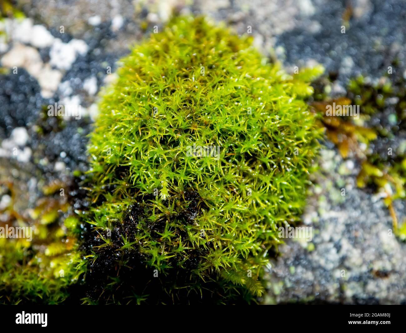 musgo-de-turba-esphagnum-palustre-esfagnum-o-peat-moss-girgenzona-sphagnum-girgensohnii-russ-macro-2GAM80J.jpg