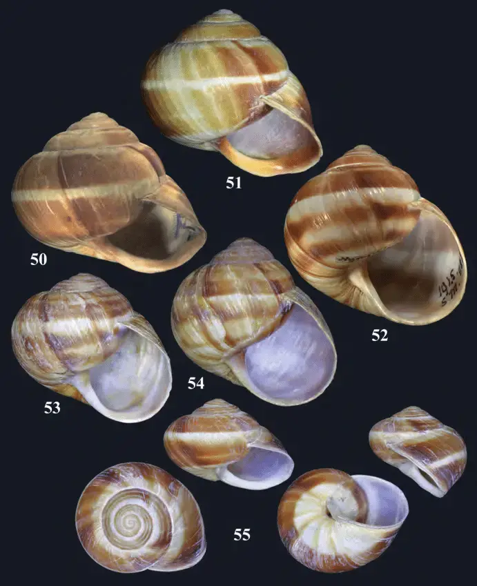 55-Helix-Helix-lucorum-Linnaeus-1758-Fig-50-Helix-mahometana-Bourguignat-1860.png