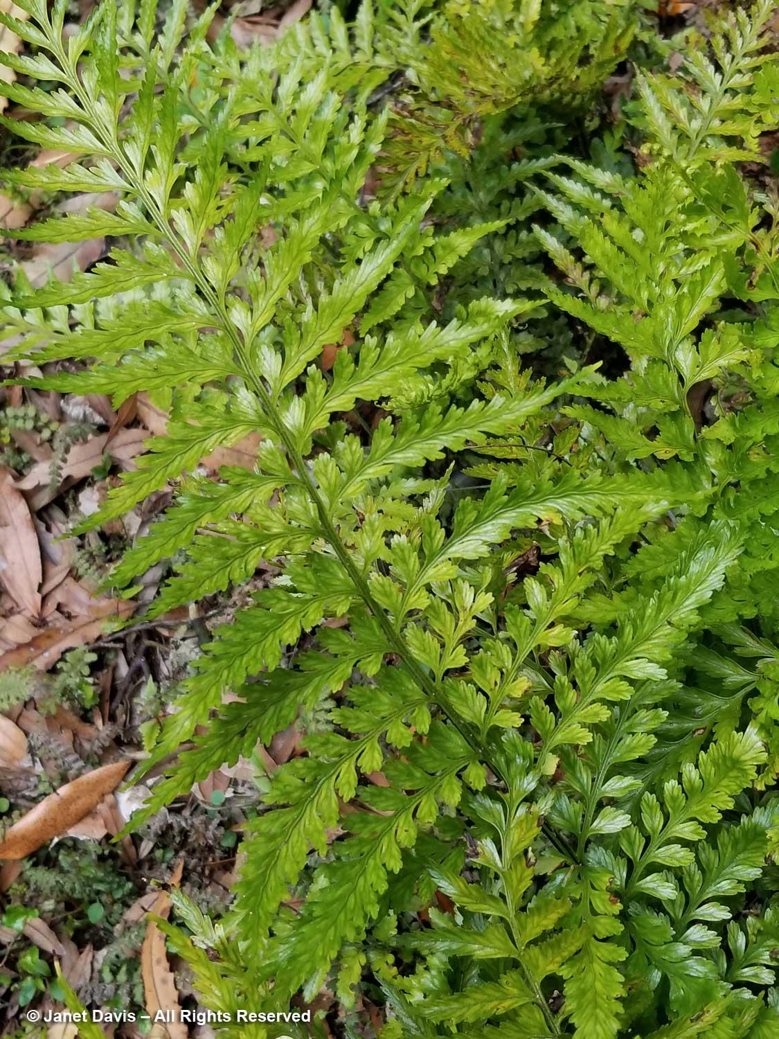 56-Asplenium-lamprophyllum-Otari-Wiltons-Bush.jpg