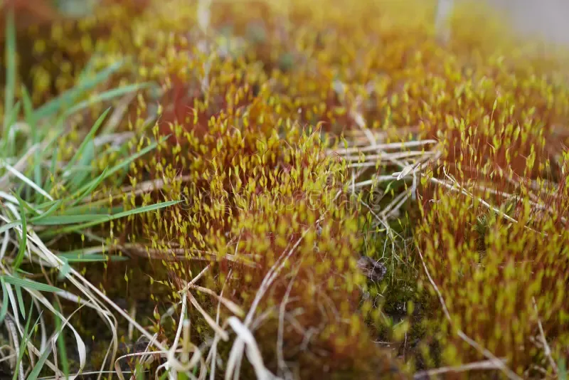 living-world-mosses-as-tortula-wall-closeup-kukushkin-flax-very-common-moss-wide-spread-very-popular-92285154.jpg