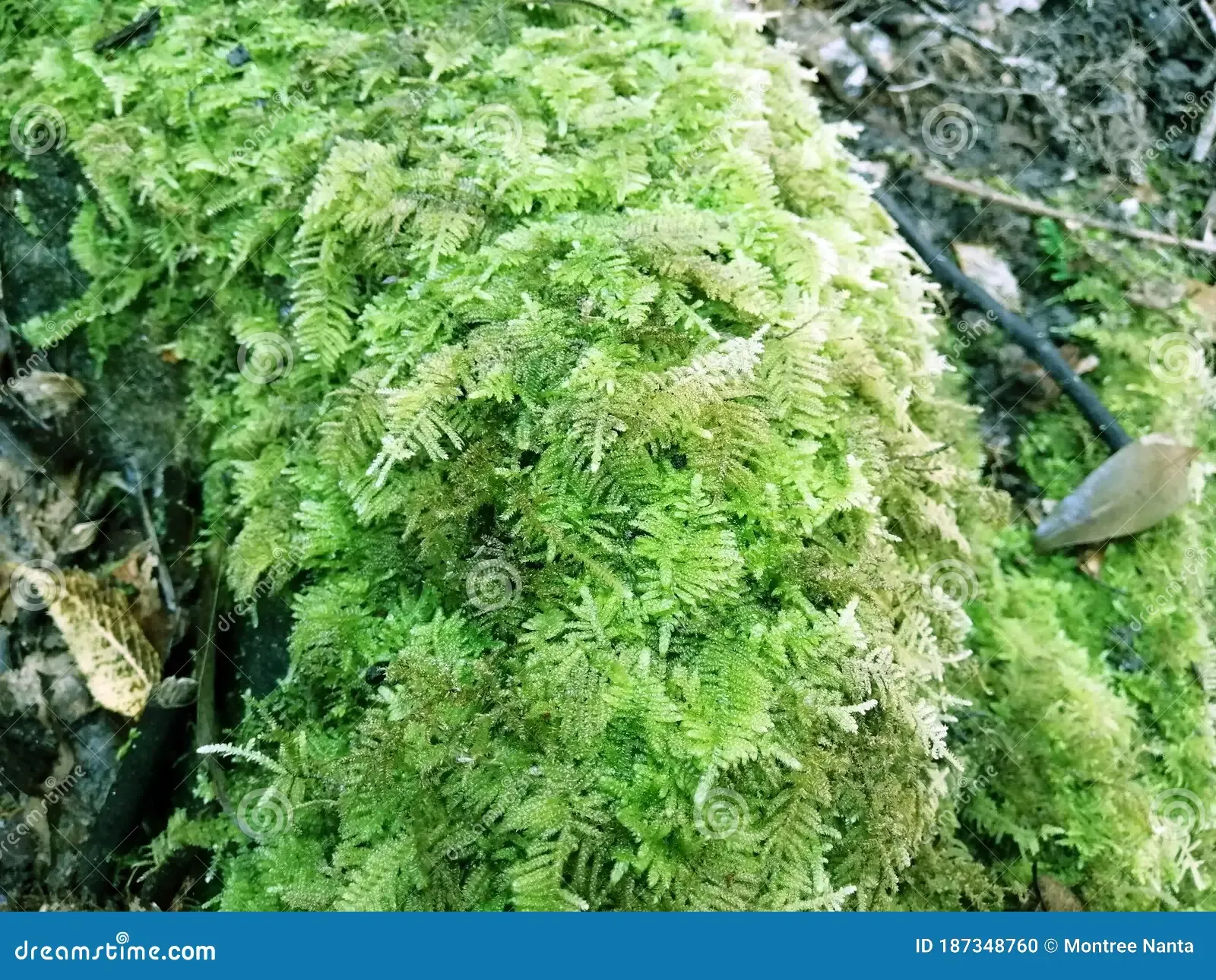 moss-grows-rocks-common-fern-moss-thuidium-delicatulum-mosses-type-bryophyte-which-group-non-vascular-plants-187348760.jpg