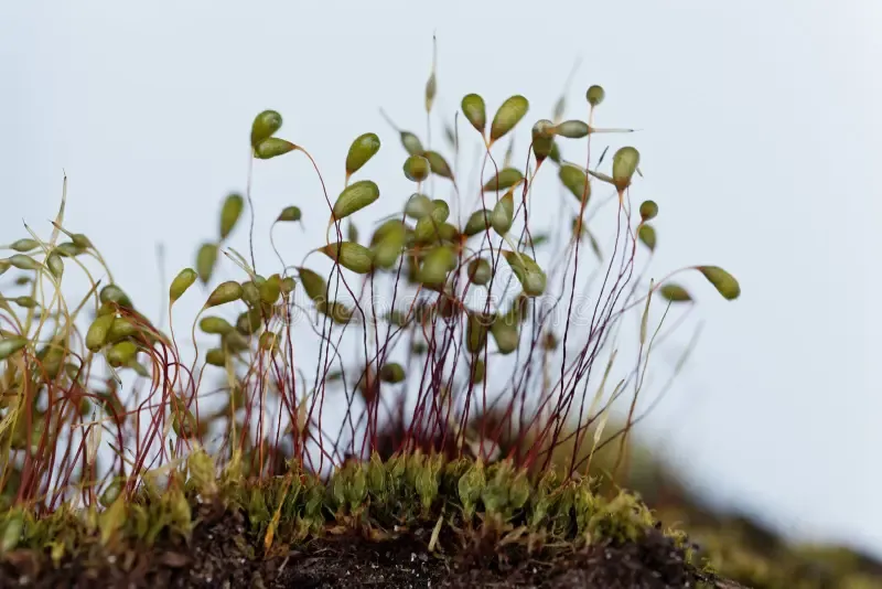 macro-photo-sporophytes-bryum-moss-macro-photo-sporophytes-bryum-moss-white-background-183843273.jpg