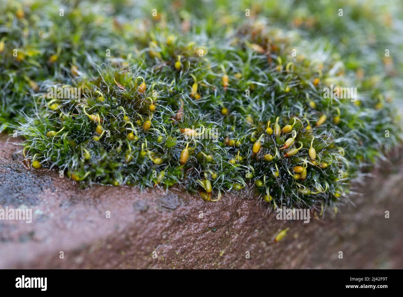 polster-kissenmoos-gewhnliches-kissenmoos-kissenmoos-auf-einer-mauer-grimmia-pulvinata-grey-cushioned-grimmia-pulvinate-dry-rock-moss-2J42F9T.jpg