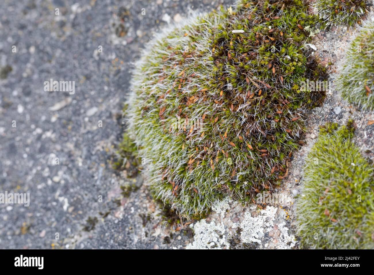 polster-kissenmoos-gewhnliches-kissenmoos-kissenmoos-auf-einer-mauer-grimmia-pulvinata-grey-cushioned-grimmia-pulvinate-dry-rock-moss-2J42FEY.jpg