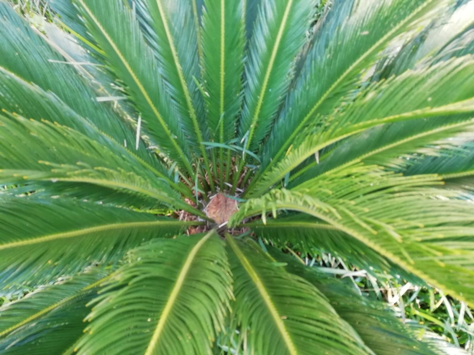 5e8ee47c86-cycas-revoluta.jpg