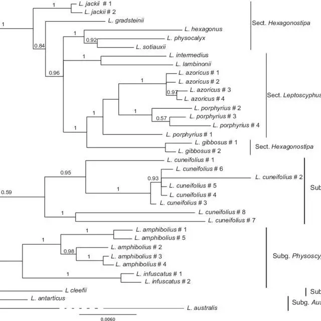 Phylogeny-of-Leptoscyphus-derived-from-a-Bayesian-analysis-of-three-chloroplast-genes_Q640.jpg