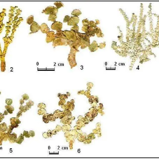 6-General-morphology-of-Halimeda-species-2-H-monile-3-H-macroloba-4-H-opuntia_Q640.jpg