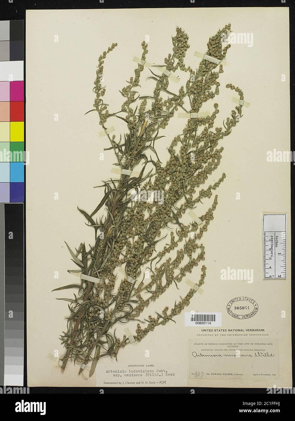 artemisia-ludoviciana-subsp-mexicana-willd-ex-spreng-dd-keck-artemisia-ludoviciana-subsp-mexicana-willd-ex-spreng-dd-keck-2C1FFHJ.jpg