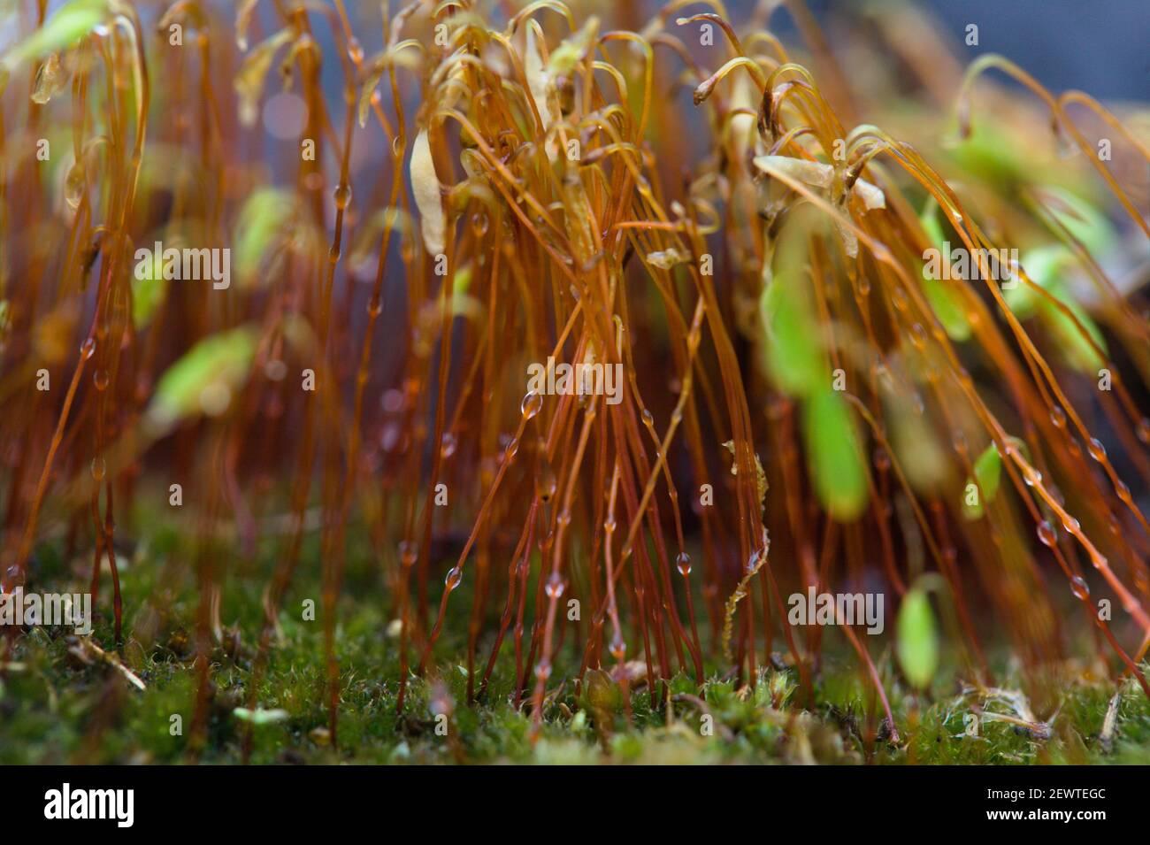 british-mosses-bryophytes-ceratodon-purpureus-red-shank-moss-with-waterdroplets-on-stems-2EWTEGC.jpg