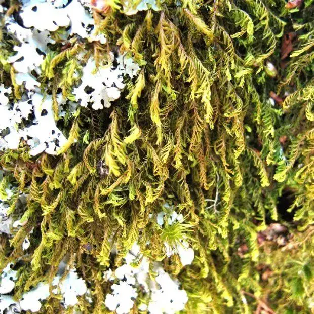 close-up-of-the-liverwort-Plagiochila-heterophylla-an-uncommon-western-oceanic-species-that-is-strongly-associated-with-ancient-woods-Ben-Averis-620x620.jpg