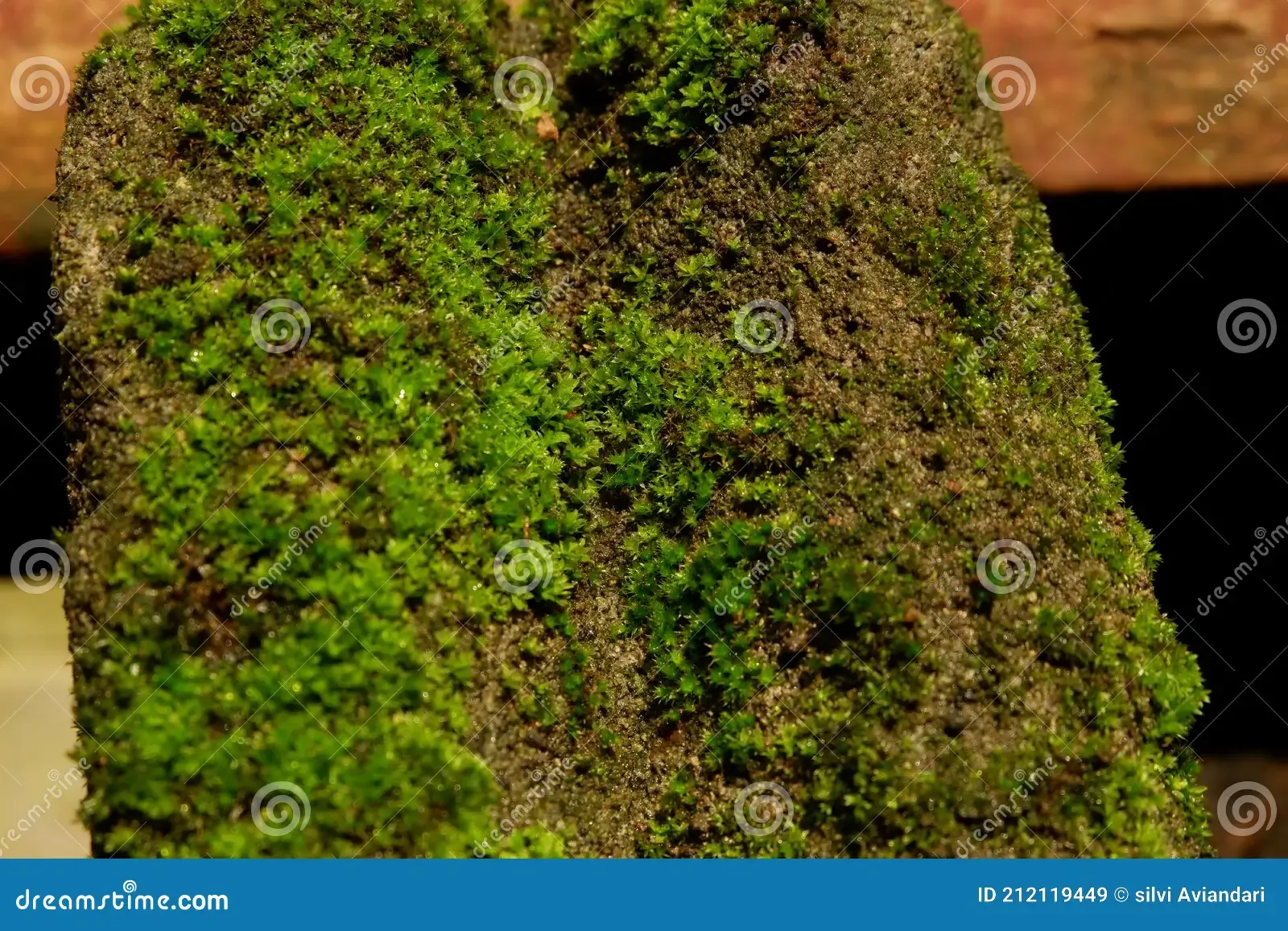 beautiful-moss-old-brick-mosses-bryopsida-also-other-names-namely-musci-which-members-non-vascular-plants-212119449.jpg