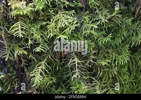 abietinella-abietina-also-known-as-thuidium-abietinum-a-pleurocarpuous-moss-from-finland-with-no-common-english-name-2fn58mh.jpg