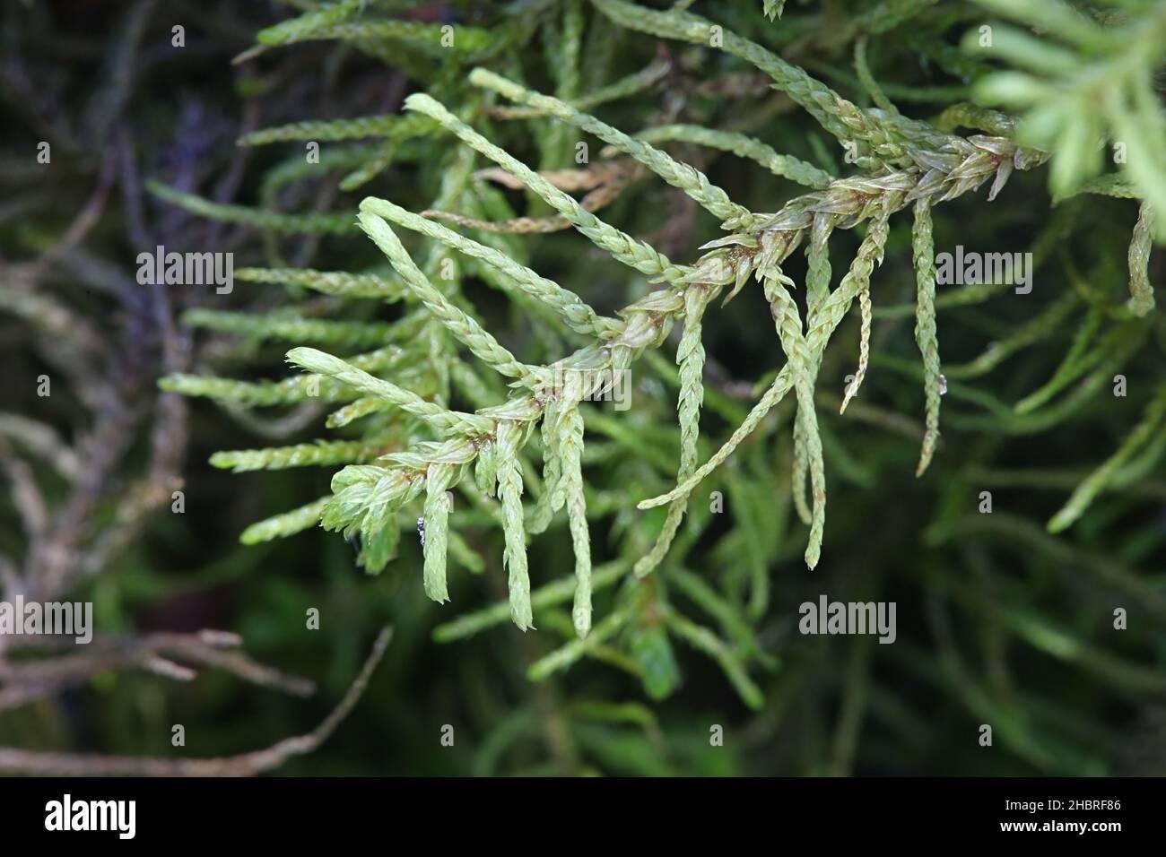 abietinella-abietina-also-known-as-thuidium-abietinum-a-pleurocarpuous-moss-from-finland-with-no-common-english-name-2HBRF86.jpg