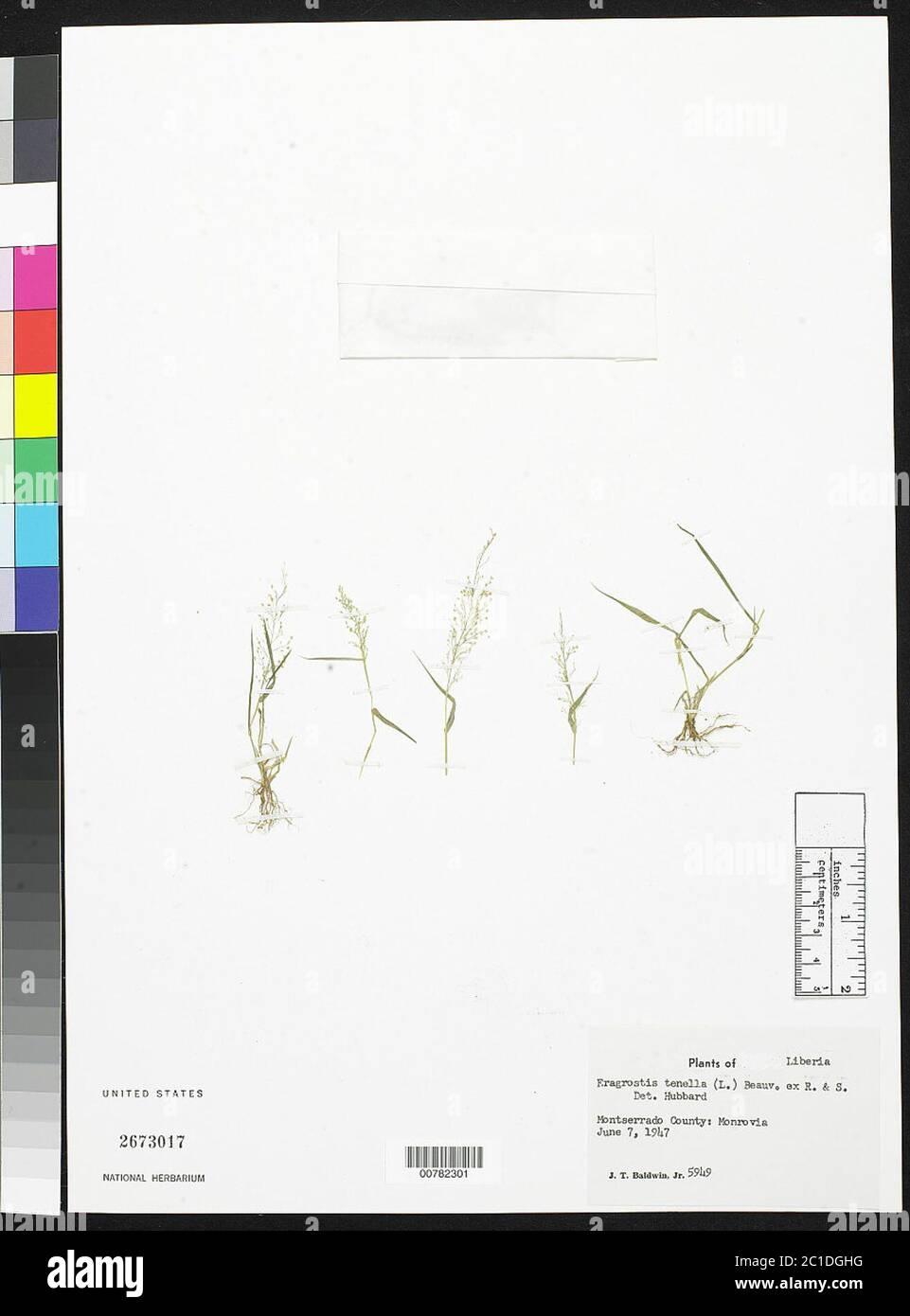 eragrostis-tenella-l-p-beauv-ex-roem-schult-eragrostis-tenella-l-p-beauv-ex-roem-schult-2C1DGHG.jpg