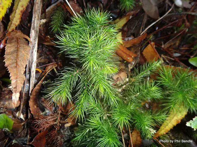 680px-Dendroligotrichum_dendroides_a_giant_moss-002.JPG