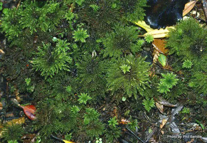 680px-Umbrella_moss_Hypopterygium_filiculaeforme._._.JPG