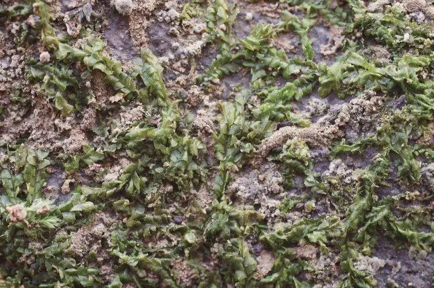 69-Liverwort-Chiloscyphus-polyanthus-growing-over-the-flat-surface-of-a-stone-with-tufa.png