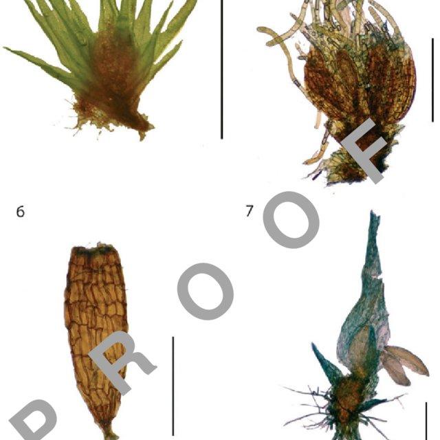 7-4-Dwarf-male-of-Dicranum-undulatum-Schrad-ex-Brid-scale-3-mm-5-Paraphyses-and_Q640.jpg