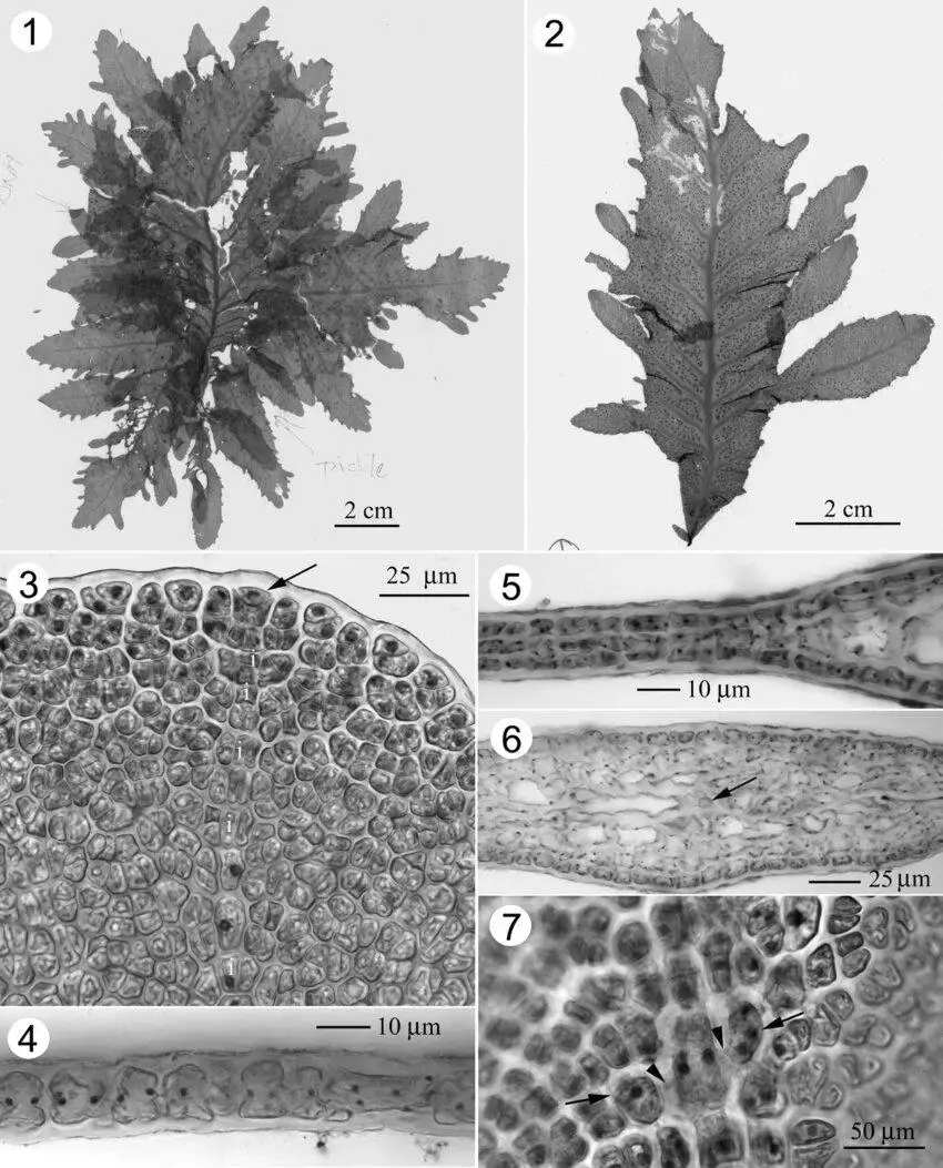 7-Phycodrys-novae-zelandiae-S-M-Lin-et-WA-Nelson-sp-nov-Habit-and-vegetative.png