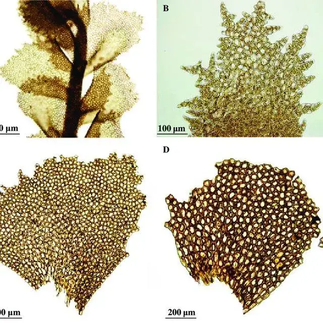 Plagiochila-eggersii-A-Portion-of-plant-in-ventral-view-B-Young-leaf-from-shoot-apex_Q640.jpg