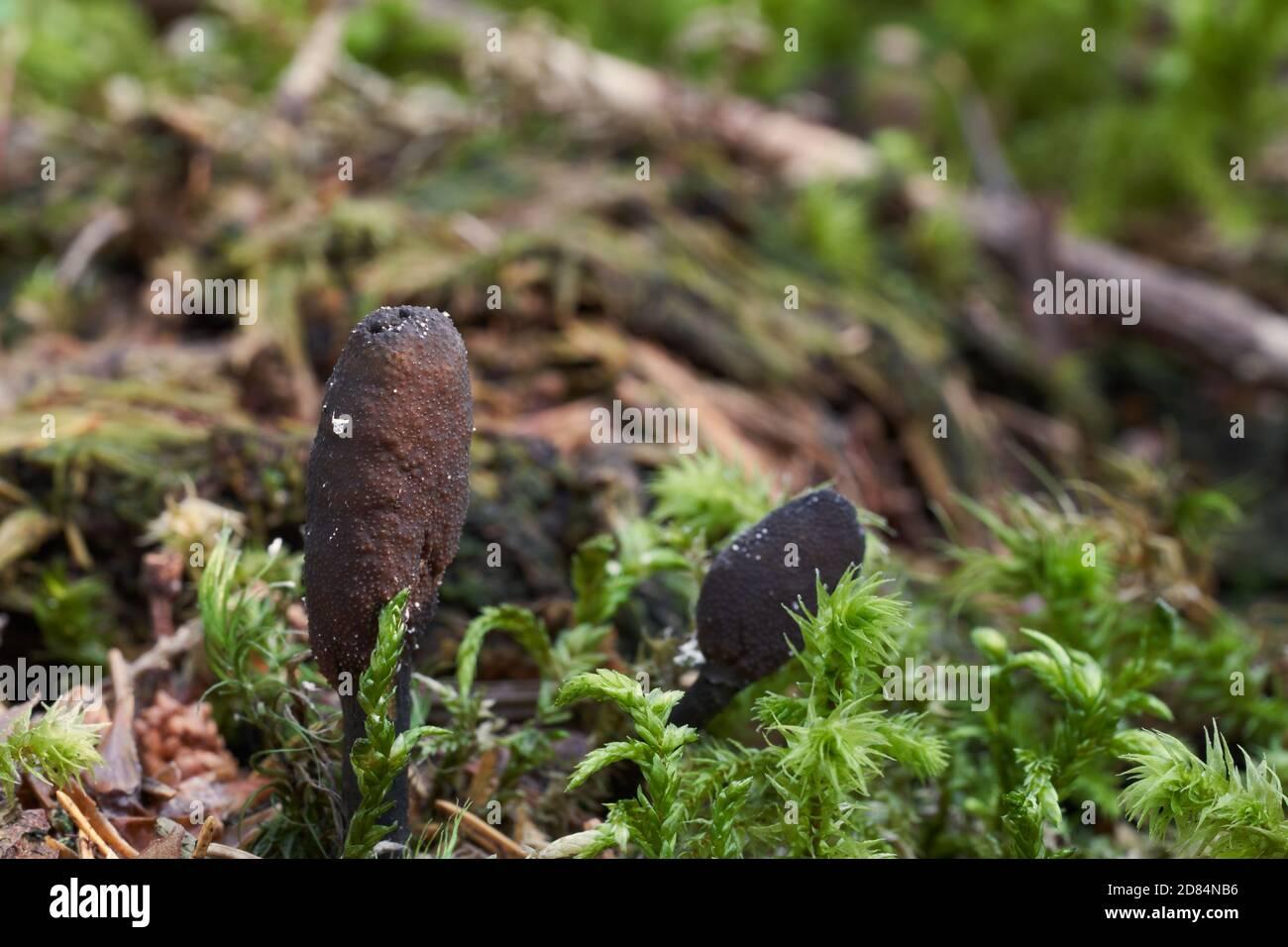 inedible-mushroom-tolypocladium-ophioglossoides-in-the-spruce-forest-known-as-goldenthread-cordyceps-wild-fungus-growing-in-the-moss-2D84NB6.jpg