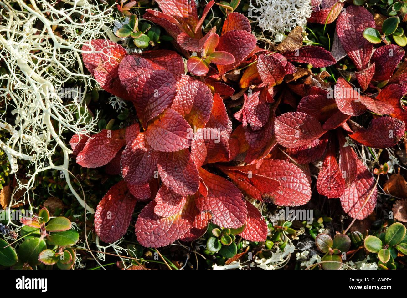 alpine-bearberry-arctostaphylos-alpinus-with-reindeer-moss-lichen-cladonia-rangiferina-2HWXPFY.jpg