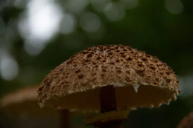 macrolepiota-procera-parasol-mushroom-basidiomycete-fungus-large-prominent-fruiting-body-resembling-spring-forrest-160901711.jpg