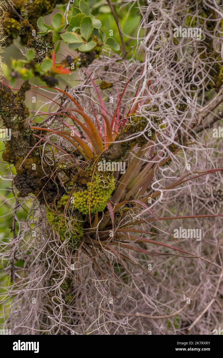 trees-covered-with-spanish-moss-and-tillandsia-capitata-plants-in-the-cloud-forest-along-the-trail-to-the-hill-of-the-jaguar-an-important-zapotec-rel-2K7RXRY.jpg