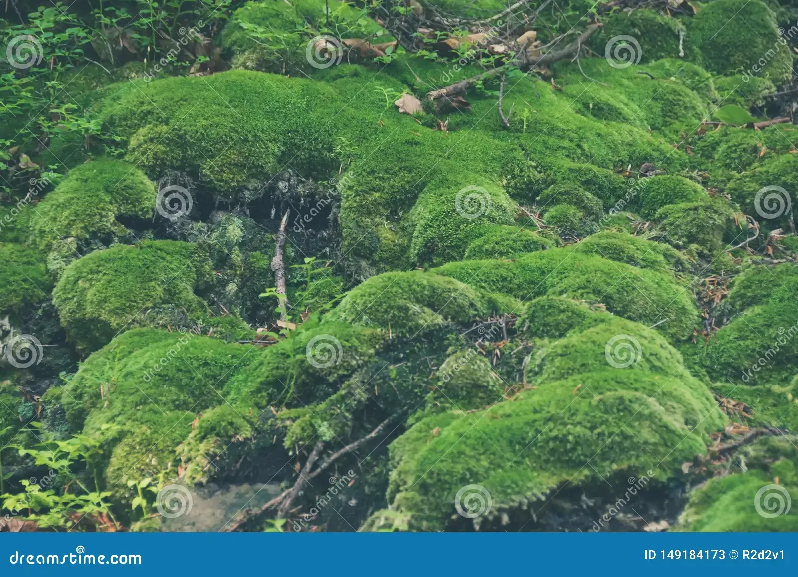 cover-green-moss-forest-soil-vegetation-forest-flora-ukraine-may-natural-background-pattern-green-moss-background-149184173.jpg