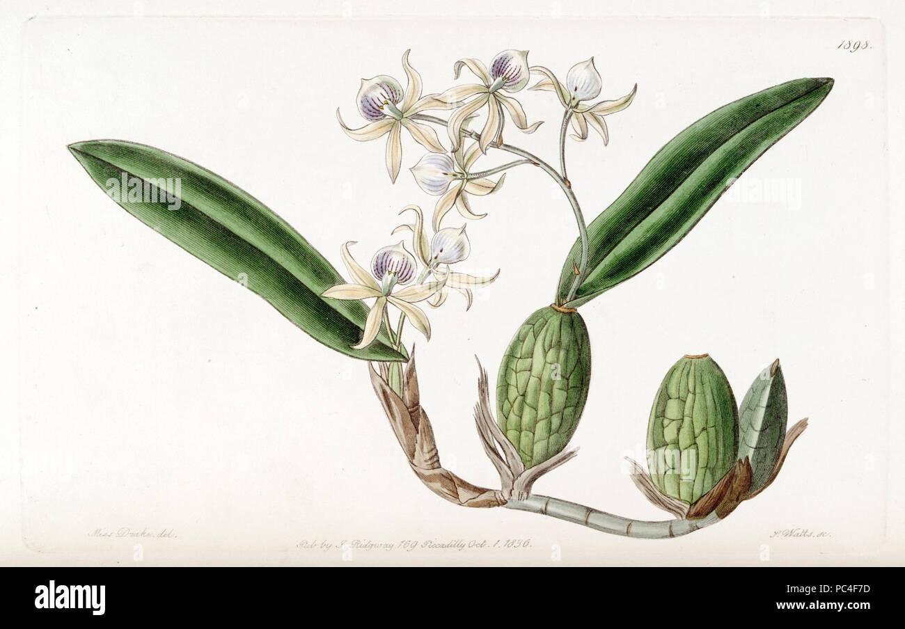 75-prosthechea-aemula-as-epidendrum-aemulum-edwards-vol-22-pl-1898-1836-PC4F7D.jpg