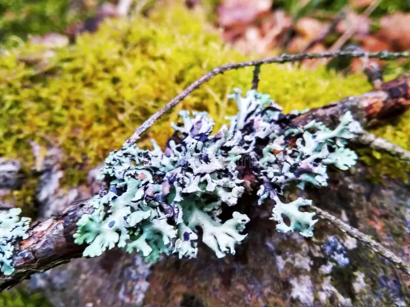 spruce-branch-blue-lichen-green-moss-close-up-spruce-branch-blue-lichen-green-moss-143499451.jpg