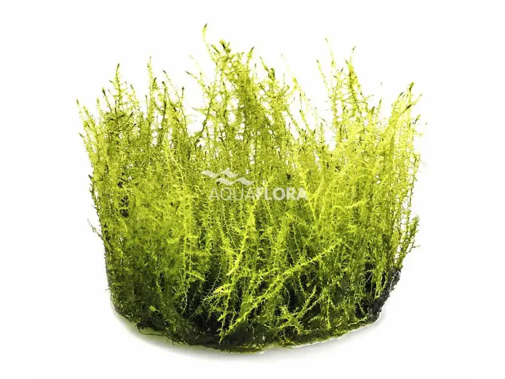 784-1_amblystegium-serpens--nano-moss.jpg