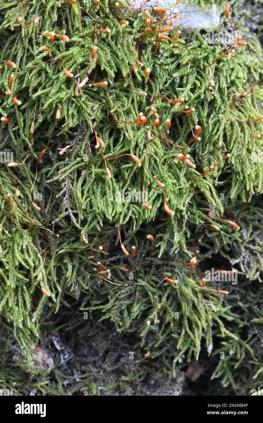 sanionia-uncinata-known-as-sickle-moss-or-sanionia-moss-growing-on-common-aspen-trunk-in-finland-2NHXB4P.jpg