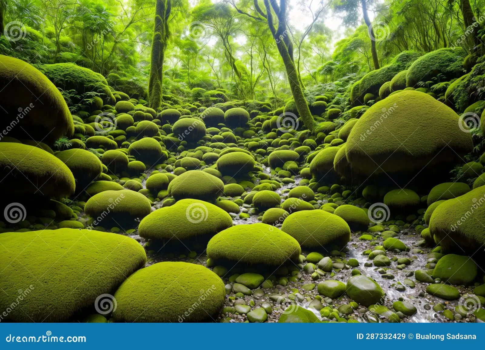 colocasia-gigantea-grows-boulders-overgrown-moss-landscape-image-colocasia-gigantea-grows-boulders-287332429.jpg