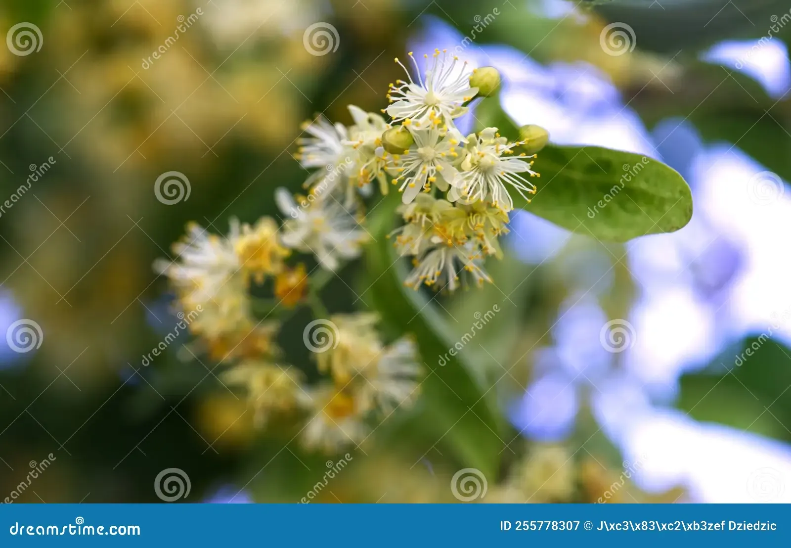 june-beginning-flowering-smell-niodium-buzzing-insects-blooming-old-aged-small-leaved-linden-tilia-cordata-mill-255778307.jpg