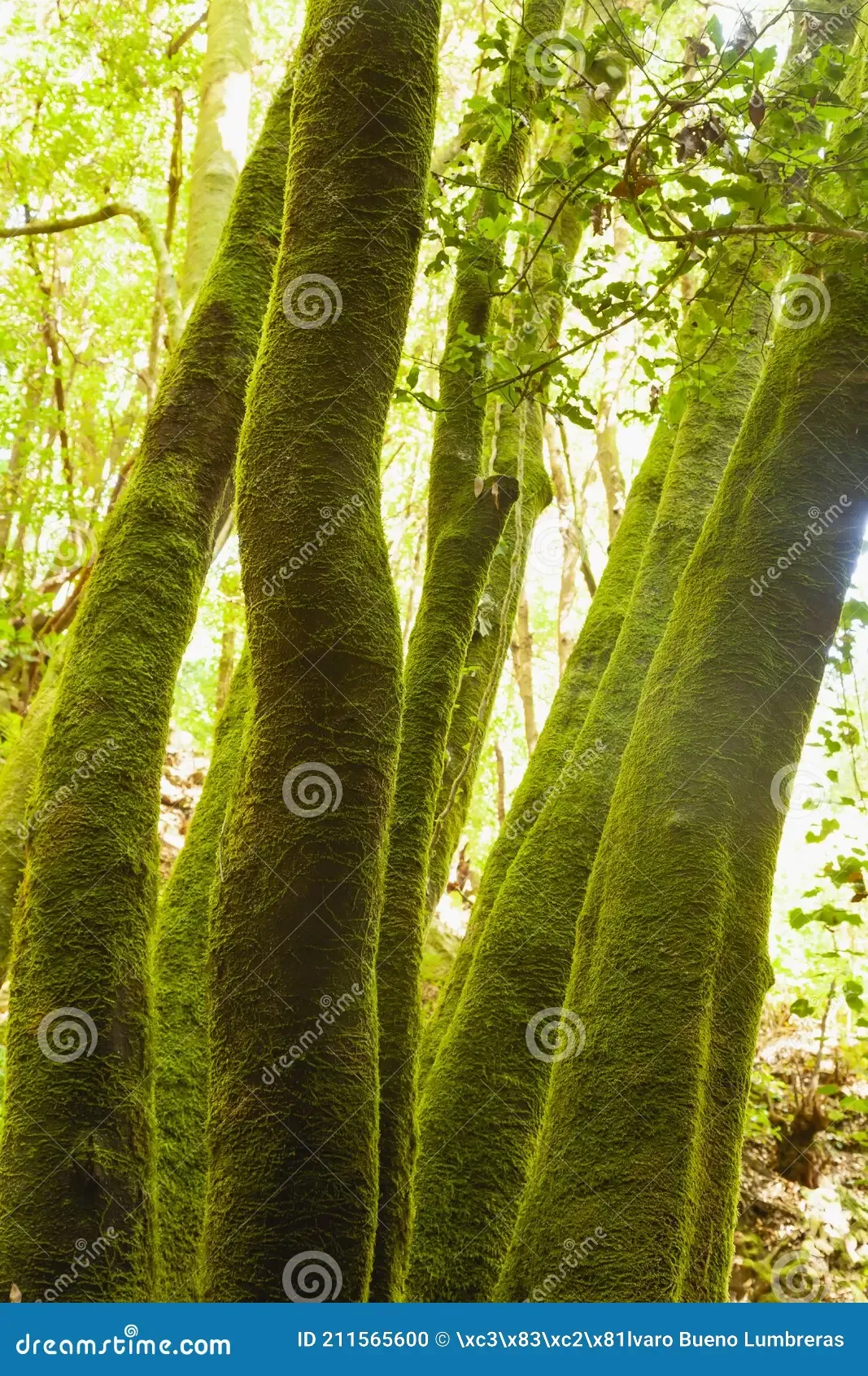 linden-trees-covered-green-moss-la-palma-spain-trunks-forest-island-canary-islands-next-to-nacientes-de-marcos-211565600.jpg