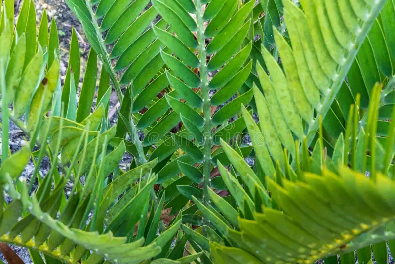 cycad-hybrid-encephalartos-horridus-longifolius-cycad-plant-hybrid-encephalartos-horridus-longifolius-florida-usa-219146357.jpg