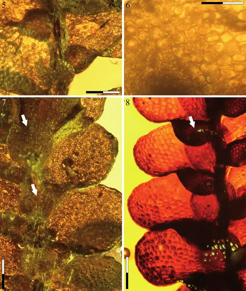 8-Holotypes-of-Cheilolejeunea-lamyi-sp-nov5-7-and-Cheilolejeunea-antiqua-8-5.png