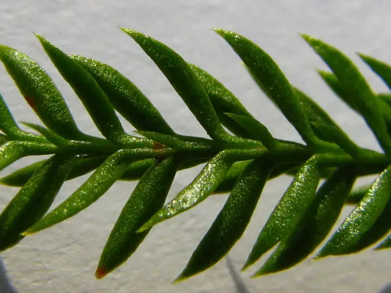 800px-Underside_Closeup_of_lateral_branch_of_L._obscurum.PNG