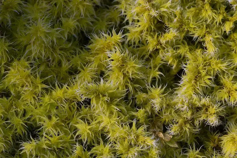 800px-moss_closeup.jpg