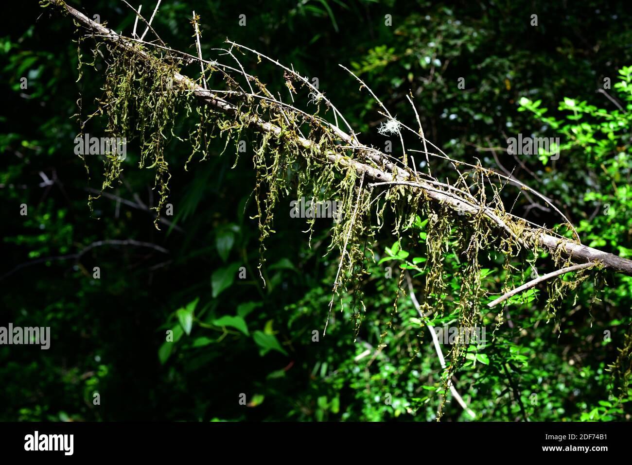 old-man-beard-moss-weymouthia-mollis-is-a-moss-native-to-chile-argentina-and-australia-this-photo-was-taken-in-huilo-huilo-biological-reserve-2DF74B1.jpg